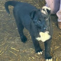 Wolle hübscher Hundebub sucht sein Glück, Hund zur Adoption
