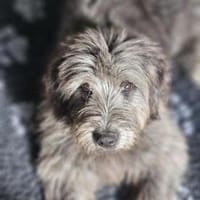 Elio sucht sein Happy End, Hund zur Adoption