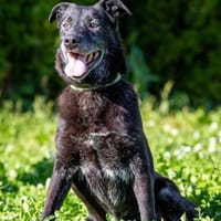 Dik ist fit, sanft und treuer Begleiter, Hund zur Adoption