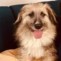 Freundlicher treuer Rüde Denis, Hund zur Adoption