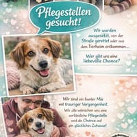 Pflegestellen gesucht, Hund zur Adoption