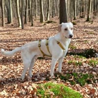 Lobo sucht sein Zuhause, Hund zur Adoption