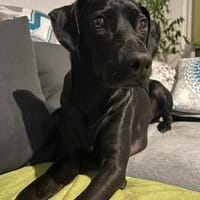 Antonio die schwarze Perle, Hund zur Adoption