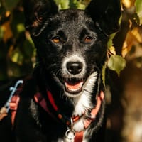 Ruhiges Zuhaue für Lucy gesucht, Hündin zur Adoption