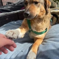 ruhige, menschenbezogene Alena, Hündin zur Adoption