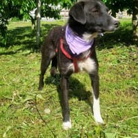 Eria eine kleinere Hündin mit Charme, Hündin zur Adoption