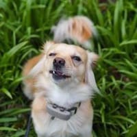 Kleiner Rüde MIO sucht sein Zuhause!, Hund zur Adoption