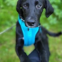 Elino 💗 wartet bereits in 18059 Rostock, Hund zur Adoption