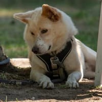 HERMES braucht stabiles Zuhause ♥🆘, Hund zur Adoption