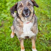 Troi ist liebevoll, friedlich und ruhig, Hund zur Adoption
