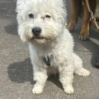 NANCY 3 J. Malteserhündin, Handicap, Hündin zur Adoption