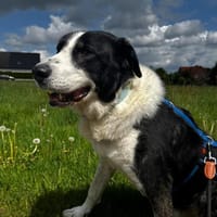 Michael sucht eine liebevolles Zuhause, Hund zur Adoption