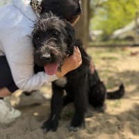 Kaboca -Junge Herzenshündin, Hündin zur Adoption