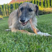 Zola sucht ein liebevolles Zuhause, Hündin zur Adoption