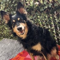 Liebevolle JOJO sucht liebevolle Familie, Hündin zur Adoption