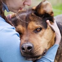 Kadjak ist ein großer treuer Begleiter, Hund zur Adoption