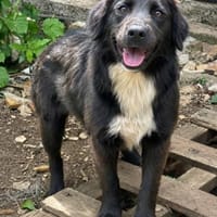 Antonella, die Hübsche 🌹, Hündin zur Adoption