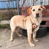 kleine Sonne Sinje sucht das Licht, Hündin zur Adoption
