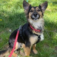 Eine freundliche liebe Vera, Hündin zur Adoption