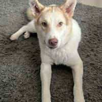 Charlie - Familienanschluss gesucht, Hund zur Adoption