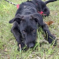 Paulchen will die Welt mit dir erkunden, Hund zur Adoption