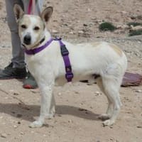 Guapo - Zuhause gesucht, Hund zur Adoption