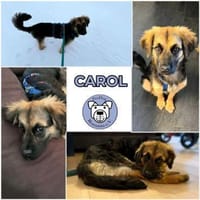 CAROL -Anhänglicher, kleiner Wirbelwind-, Hündin zur Adoption