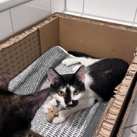 Olli auf der Suche nach seinem Körbchen, Kater zur Adoption