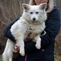 GRACE ca. 2 J. liebe Familienhündin, Hündin zur Adoption