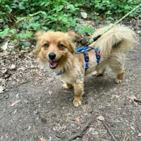 Cap - ein kleiner Charmeur, Hund zur Adoption