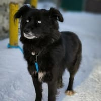 Laska, eine freundliche  Hündin, Hündin zur Adoption