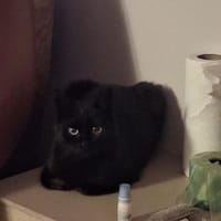 Mamba sucht ihr Für-immer-Zuhause, Katze zur Adoption
