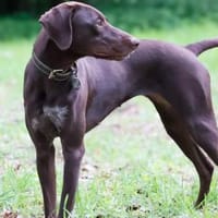 Maya, schöne Hündin sucht Zuhause, Hündin zur Adoption