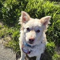 🤍Tizio🤍 sucht seine Menschen, Hund zur Adoption