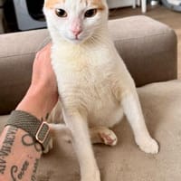 Leni, sanfte Katzenseele, ca. 9 Monate, Katze zur Adoption
