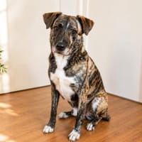 Nano sucht passende Familie, Hund zur Adoption