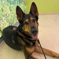 Alf 💙sucht sein Für-immer-Zuhause 🐾, Hund zur Adoption