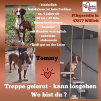 Tommy sucht seine Menschen, Hund zur Adoption