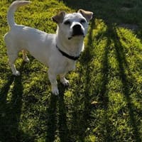 Bubi sucht eine /Zuhause, Hund zur Adoption