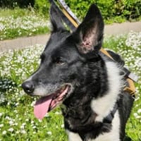Schönheit SARRA sucht ein Zuhause, Hündin zur Adoption