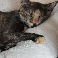 💕Isabell💕 sucht ihre Menschen, Katze zur Adoption