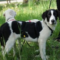Lieber Sultan sucht Familie, Hund zur Adoption