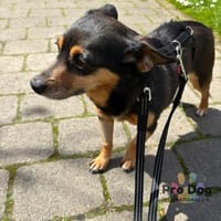 Klein Alwin auf Pflegestelle, Hund zur Adoption