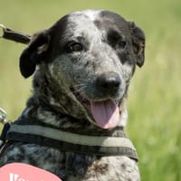 Vanda SI - liebt Hunde und Kinder, Hündin zur Adoption