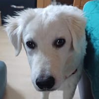 Cash freut sich auf Sie!, Hund zur Adoption