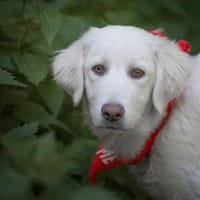 Cheope möchte sich weiterentwickeln, Hündin zur Adoption