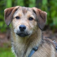 Liebevolles Zuhause für Rojo gesucht, Hund zur Adoption