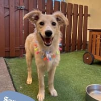 💙Samuel SR -aufgeschlossen, verspielt💙, Hund zur Adoption