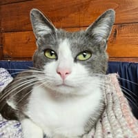 Scarface, chat à adopter