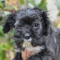 CAPUCHON CHAO, chien à adopter